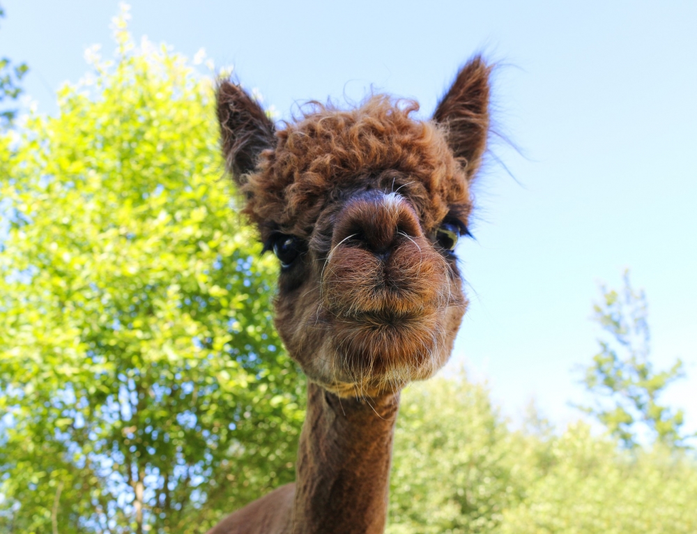 what-is-the-difference-between-proven-and-unproven-alpaca