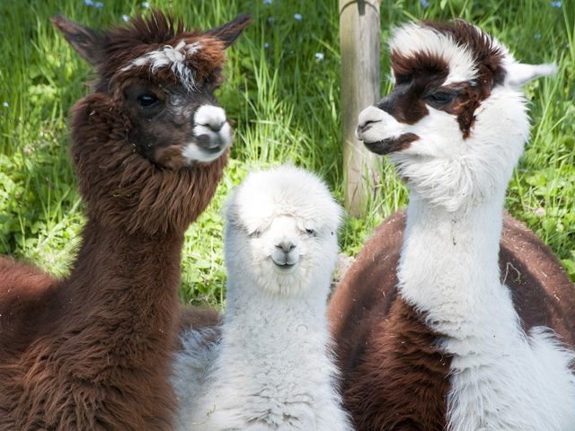 Raising Alpacas For Profit And Fun